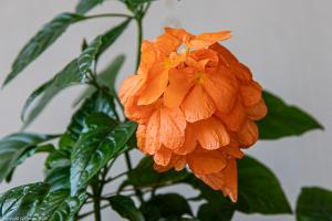 Кроссандра на балконе