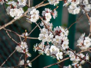 Расыкл абрикос