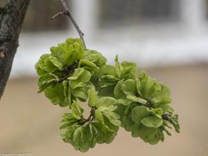 Зелень апрельского тополя