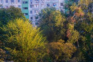 Осень в окне